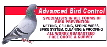 Pigeon Control London